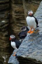 Puffins at the Brough of Birsay.